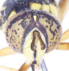 Spilomyia liturata head by Robb Hannawacker. Used under a CC0 license.
