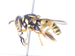 Spilomyia liturata pinned by Robb Hannawacker. Used under a CC0 license.