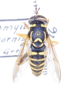 Spilomyia liturata pinned dorsal by Robb Hannawacker. Used under a CC0 license.
