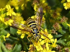 Spilomyia longicornis 162909344 by beewonder. Used under a CC0 license.