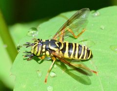 Spilomyia longicornis 173289301 by Bernie Paquette. Used under a CC BY 4.0 license.