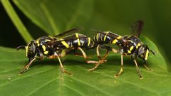 Spilomyia-sayi-001 by Mdf. Used under a CC BY-SA 3.0 license.
