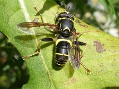 Spilomyia sayi dorsal by raffib128. Used under a CC0 license.