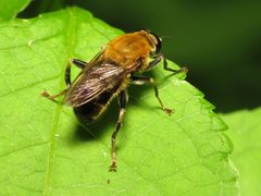 Fuzzy Syrphid - Flickr - treegrow by Katja Schulz from Washington, D. C., USA. Used under a CC BY 2.0 license.
