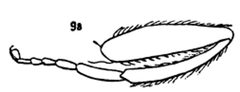 Pterallastes thoracicus hind leg by Williston S.W.. Used under a Public domain license.