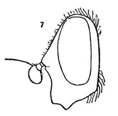 Temnostoma alternans female by Williston S.W.. Used under a Public domain license.