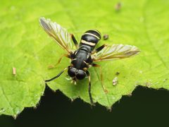 Temnostoma balyras by Katja Schulz. Used under a CC BY 4.0 license.