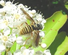 Syrphid by Pollinator. Used under a CC BY-SA 3.0 license.
