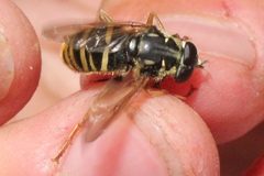 Temnostoma excentrica 44482808 by Quinten Wiegersma. Used under a CC BY 4.0 license.