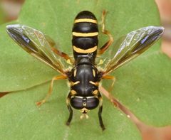 Temnostoma trifasciatum 1 by skitterbug. Used under a CC BY 4.0 license.