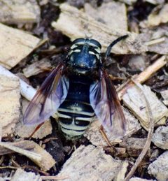 Temnostoma venustum by bugeyedbernie. Used under a CC BY 4.0 license.