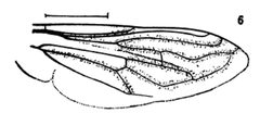 Teuchocnemis Bacuntius by Williston S.W. Used under a Public domain license.