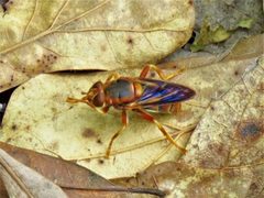 Teuchocnemis bacuntius by Annika Lindqvist. Used under a CC BY 4.0 license.