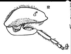 Teuchocnemis lituratus hind leg male by Williston S.W.. Used under a Public domain license.