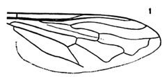 Syritta pipiens by Williston S.W.. Used under a Public domain license.