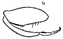 Syritta pipiens hind leg male by Williston S.W.. Used under a Public domain license.