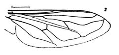 Tropidia quadrata by Williston S.W.. Used under a Public domain license.