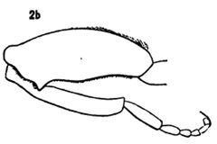 Tropidia quadrata hind leg male by Williston S.W.. Used under a Public domain license.
