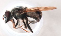 Brachypalpus cyanella by TAXONOMY BROWSER. Used under a CC0 license.