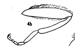 Brachypalpus cyanella hind leg female by Williston S.W.. Used under a Public domain license.
