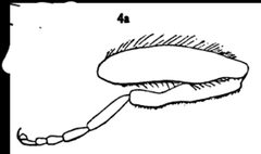 Brachypalpus cyanella hind leg male by Williston S.W.. Used under a Public domain license.