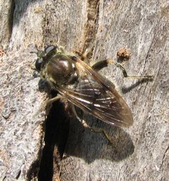 Brachypalpus oarus by Beatriz Moisset. Used under a CC BY-SA 4.0 license.