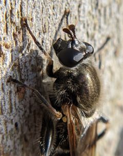 Brachypalpus oarus 2 by By megachile at iNaturalist. Used under a CC0 license.