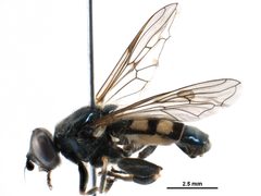 Chalcosyrphus anthreas bold by CNC/BIO Photography Group, Centre for Biodiversity Genomics. Used under a CC BY 3.0 license.