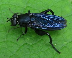 Chalcosyrphus chalybeus by Kurt Andreas. Used under a CC BY-SA 3.0 license.
