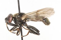Chalcosyrphus inarmatus by Allan Harris. Used under a CC0 license.