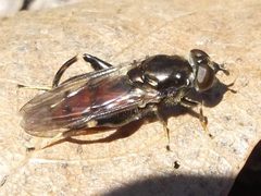 Chalcosyrphus libo by Natthager. Used under a CC BY-SA 4.0 license.