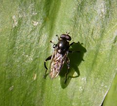 Chalcosyrphus nemorum - Flickr - gailhampshire by gailhampshire from Cradley, Malvern, U.K. Used under a CC BY 2.0 license.