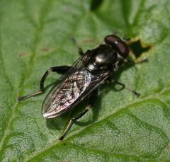 Chalcosyrphus nemorum - male 1 by Sandy Rae. Used under a CC BY-SA 4.0 license.
