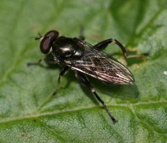 Chalcosyrphus nemorum - male 2 by Sandy Rae. Used under a CC BY-SA 4.0 license.