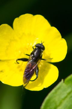 Chalcosyrphus piger 168536442 by psweet. Used under a CC BY-SA 4.0 license.
