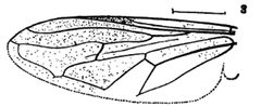 Xylota pigra by Williston S.W.. Used under a Public domain license.
