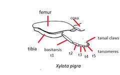 Xylota pigra diagram by Williston S.W.. Used under a Public domain license.