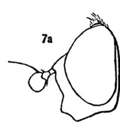 Xylota pigra male by Williston S.W.. Used under a Public domain license.