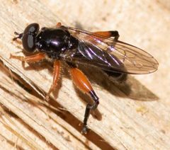 Chalcosyrphus plesia by David McCorquodale. Used under a CC BY 4.0 license.