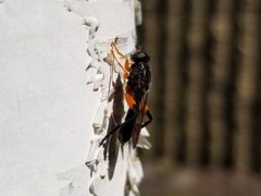 Chalcosyrphus vecors by Matt Muir. Used under a CC BY-SA 4.0 license.