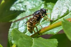 Hadromyia aldrichi 148989564 by Chloe &amp; Trevor Van Loon. Used under a CC BY 4.0 license.
