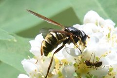 Hadromyia aldrichi 148989601 by Chloe &amp; Trevor Van Loon. Used under a CC BY 4.0 license.