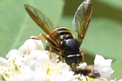 Hadromyia aldrichi 148989629 by Chloe &amp; Trevor Van Loon. Used under a CC BY 4.0 license.