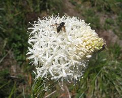 Hadromyia aldrichi 162211 by John Brew. Used under a CC BY-SA 4.0 license.