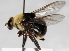 Hadromyia grandis 01 by Libby Avis, Centre for Biodiversity Genomics. Used under a CC0 license.