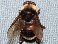 Hadromyia grandis 02 by Libby Avis, Centre for Biodiversity Genomics. Used under a CC0 license.