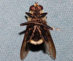 Hadromyia grandis 03 by Libby Avis, Centre for Biodiversity Genomics. Used under a CC0 license.