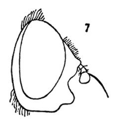 Pocota grandis male by Williston S.W.. Used under a Public domain license.