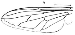 Pocota grandis wing by Williston S.W.. Used under a Public domain license.
