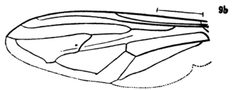 Hadromyia pulchra by Williston S.W.. Used under a Public domain license.
